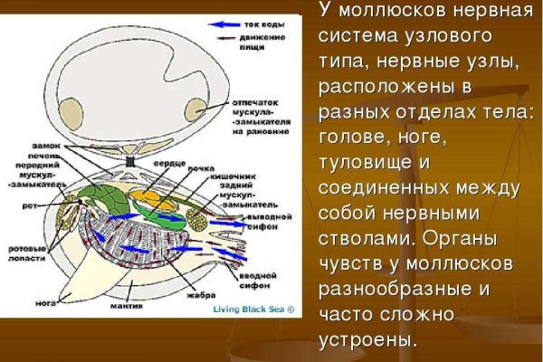 Рабочие ссылки на кракен 2025